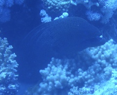 Gymnothorax javanicus