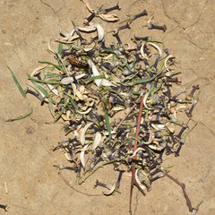 Hodotermes mossambicus