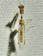 Leptomantispa pulchella