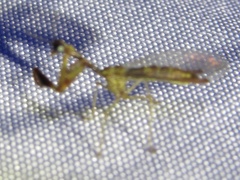 Leptomantispa pulchella