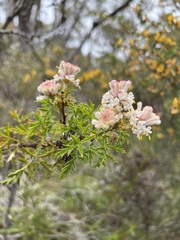 Petrophile diversifolia