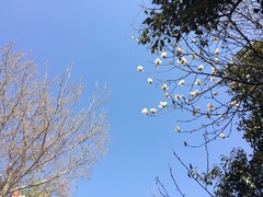 Magnolia