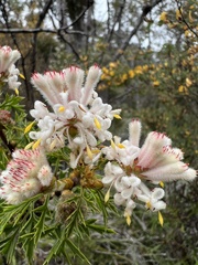 Petrophile diversifolia