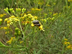 Senecio polyanthemoides