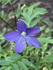 Polemonium