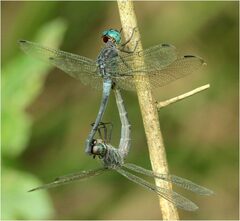 Cannaphila insularis