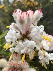 Petrophile diversifolia