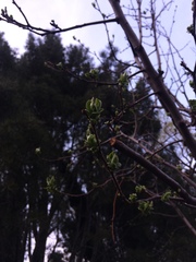 Pseudocydonia sinensis