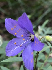 Polemonium