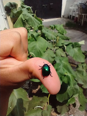 Leptinotarsa haldemani