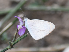 Colotis