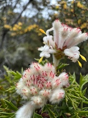 Petrophile diversifolia