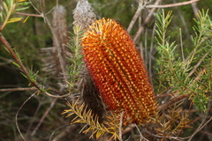 Banksia ericifolia