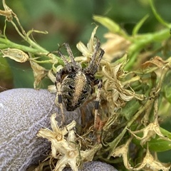 Neoscona arabesca