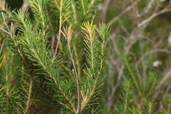 Banksia ericifolia
