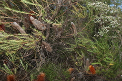 Banksia ericifolia