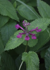 Stachys chamissonis cooleyae