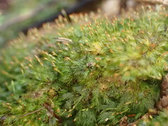 Fissidens