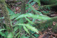 Dendroconche ampla