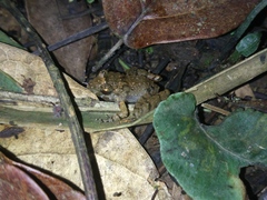 Limnonectes microdiscus