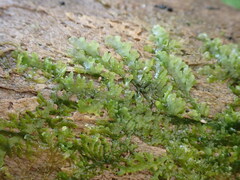 Riccardia