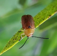 Aporocera