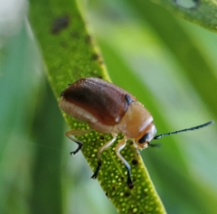 Aporocera