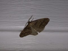 Erannis tiliaria