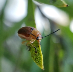 Aporocera