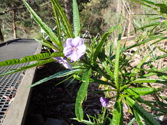 Solanum vescum