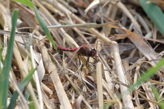 Sympetrum internum