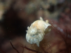 Chromodoris alternata