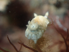 Chromodoris alternata