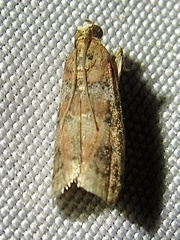 Sciota rubrisparsella