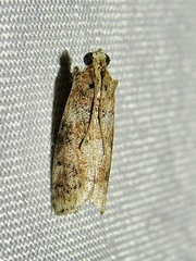 Sciota rubrisparsella
