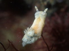 Chromodoris alternata