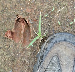 Tragelaphus sylvaticus sylvaticus