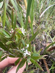Leucopogon