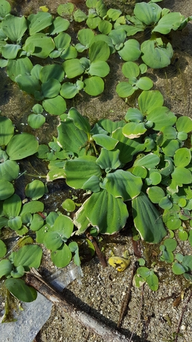 Pistia stratiotes image