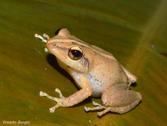 Eleutherodactylus coqui