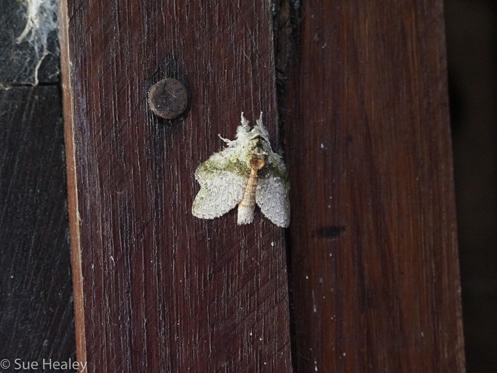 Stauropus schaarschmidti