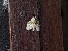 Stauropus schaarschmidti