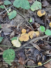 Cantharellus ferruginascens