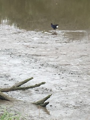 Porphyrio melanotus melanotus