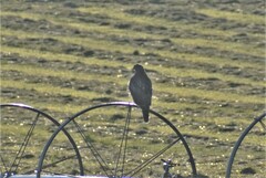 Buteo jamaicensis calurus