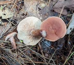Lactarius fragilis