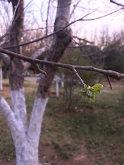 Malus asiatica