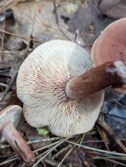 Lactarius fragilis