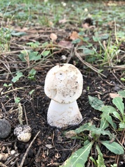 Leccinum percandidum