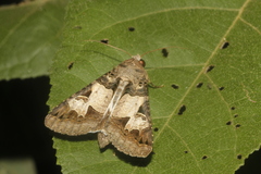 Melipotis agrotoides